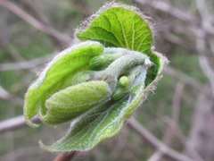 Alangium platanifolium