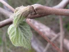 Alangium platanifolium