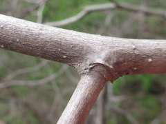 Alangium platanifolium