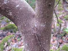 Alangium platanifolium