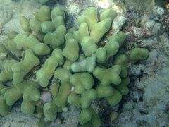 Porites divaricata