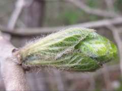 Alangium platanifolium