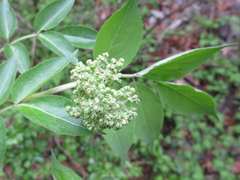 Sambucus williamsii