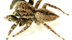 Jotus karllagerfeldi