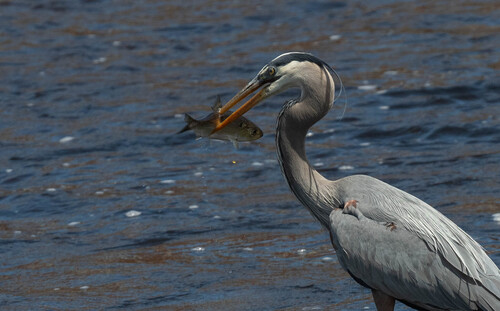 Great Blue Heron photographed in New Hampshire