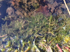 Fontinalis dalecarlica