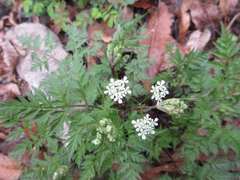 Osmorhiza aristata