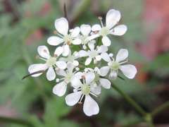 Osmorhiza aristata