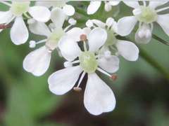 Osmorhiza aristata