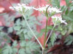 Osmorhiza aristata