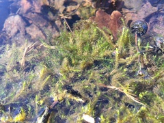 Fontinalis dalecarlica