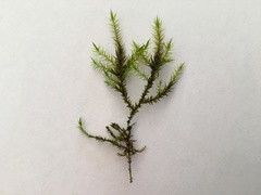 Fontinalis dalecarlica