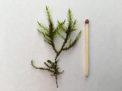 Fontinalis dalecarlica