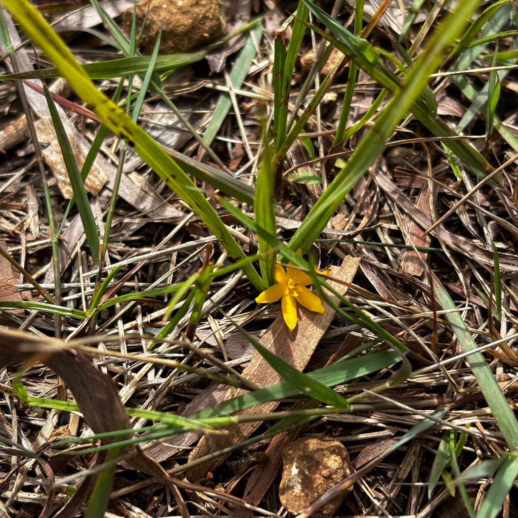 Curculigo orchioides; photograph (c) Gabriel, some rights reserved (CC BY)