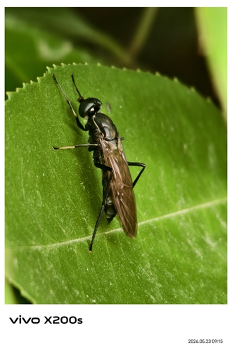 Ptecticus japonicus