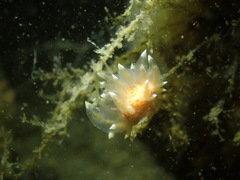 Amphorina linensis