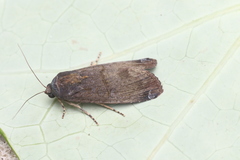 Magusa divaricata