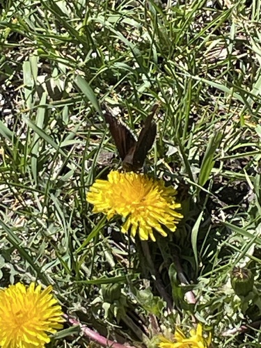 Mourning Cloak