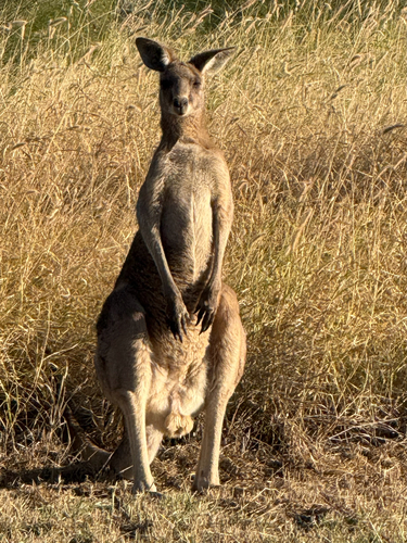 Eastern Grey Kangaroo