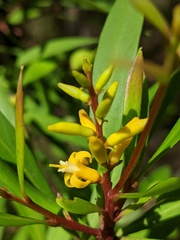 Persoonia tropica