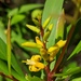 Persoonia tropica - Photo (c) hbexplore,  זכויות יוצרים חלקיות (CC BY-NC), הועלה על ידי hbexplore