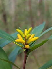 Persoonia tropica