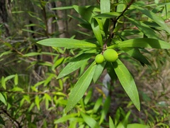 Persoonia tropica