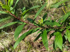 Persoonia tropica