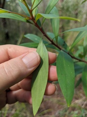 Persoonia tropica