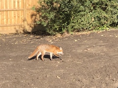 Vulpes vulpes