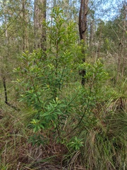 Persoonia tropica