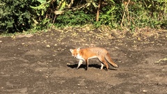 Vulpes vulpes