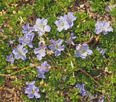 Frankeniaceae