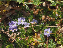Frankeniaceae