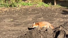 Vulpes vulpes