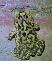 Incilius porteri