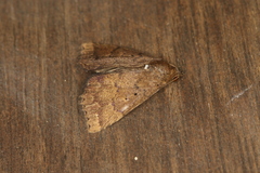 Arugisa latiorella