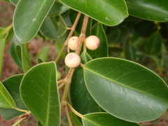Ficus