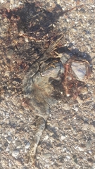 Bufotes viridis