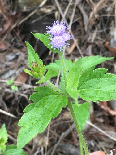 Praxelis - WEED (Plants of Yourka Bush Heritage Reserve) · iNaturalist ...