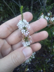 Epacris pulchella