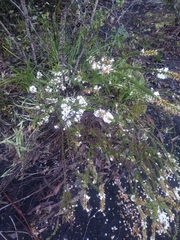 Epacris pulchella
