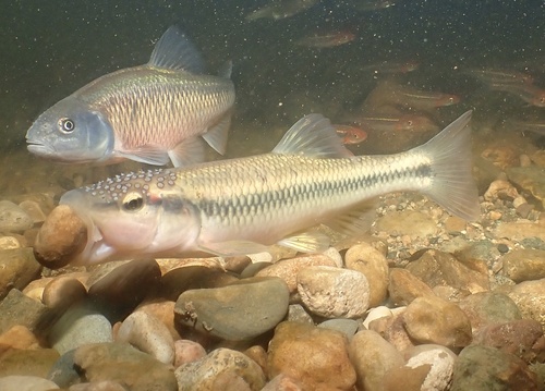Hoornkopkopvoorn (Nocomis biguttatus) — Cyprinidae
