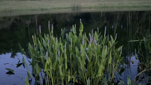 pickerelweed