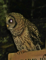 Strix fulvescens
