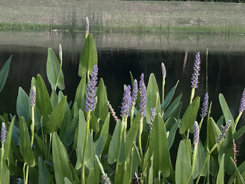 pickerelweed