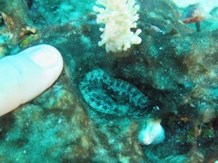 Stichodactyla tapetum