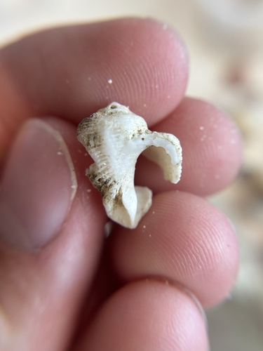 Coralliophila galea observed 2026-05-22