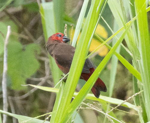 Black-bellied Seedcracker (Pyrenestes ostrinus), photo 2