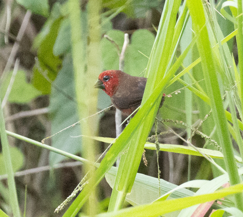 Black-bellied Seedcracker (Pyrenestes ostrinus)
